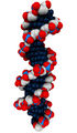 DNA Enzymlogic.jpg